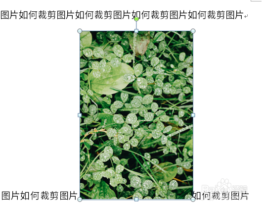 word怎么将图片垂直翻转