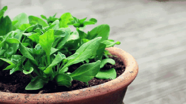 过期的药片丢花盆里植物也不发黄了