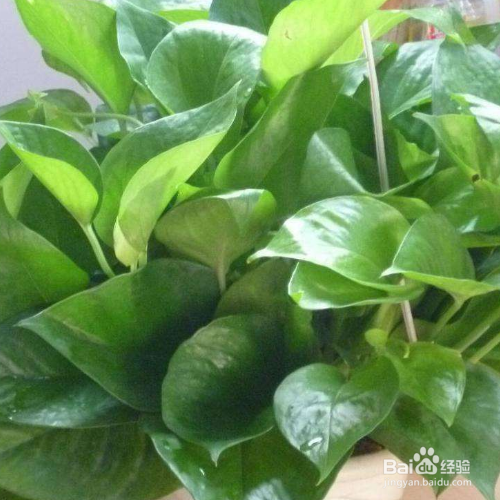 绿萝新叶子发黑像烧焦怎么办?