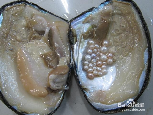 人工珍珠是怎么植入蚌内
