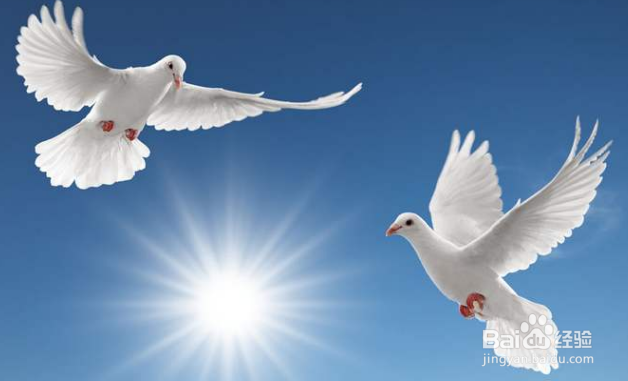 怎样让鸽子快速下蛋