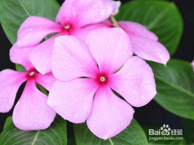 垂吊长春花的种植要点及注意事项