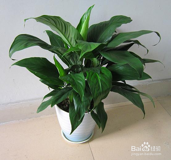 一帆风顺如何养殖