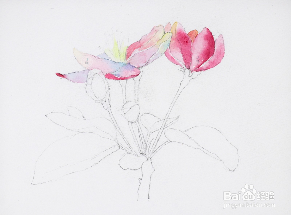 水彩花卉教程 | 跟又画一起画一幅海棠花吧