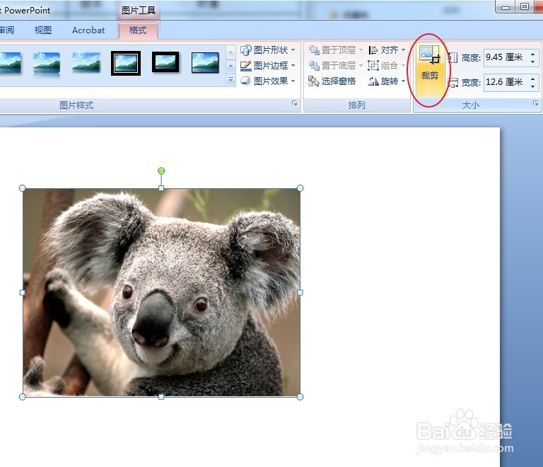 PPT怎么裁剪图片