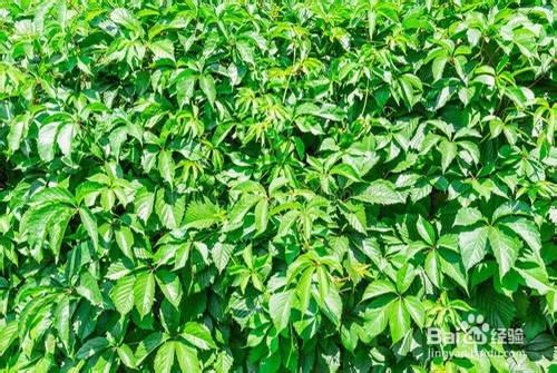 常春藤的养殖方法和注意事项