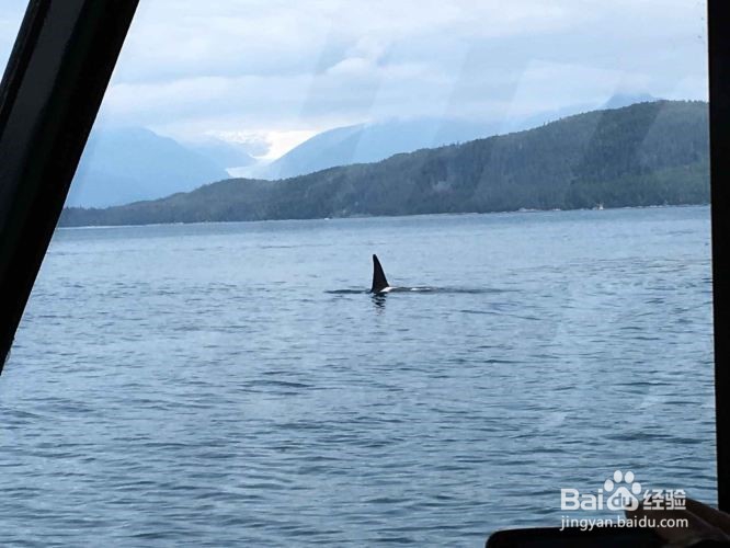 邮轮旅游排行榜| 爱上旅行 你差一个邮轮