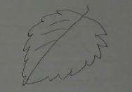 教你画树叶的简笔画