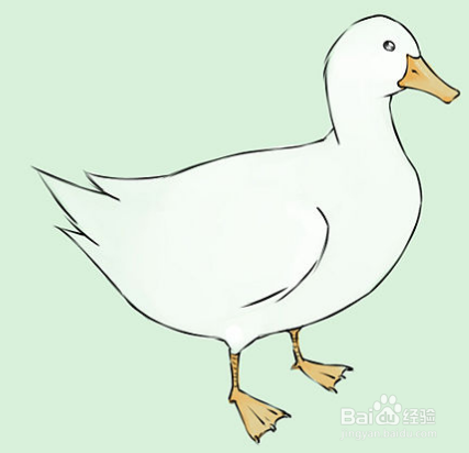 怎样画鸭子如何画白鸭子铅笔画