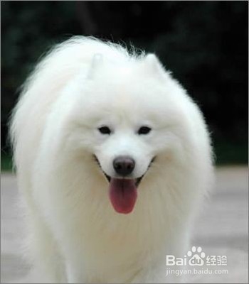 萨摩耶好养吗细数微笑天使的喜与忧~