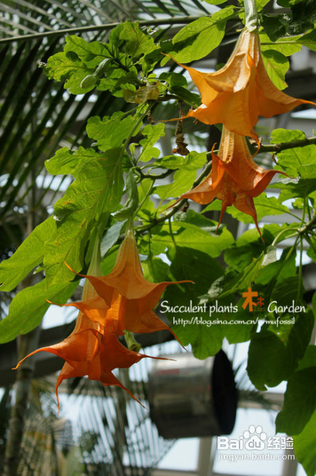 上海植物园（上）