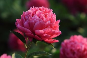 嫁接苗如何管理?