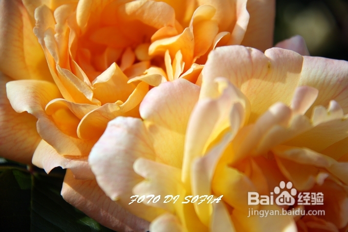 [转载]攀上梦的边缘开放