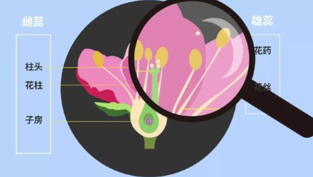 生物的生殖方式有哪些类型