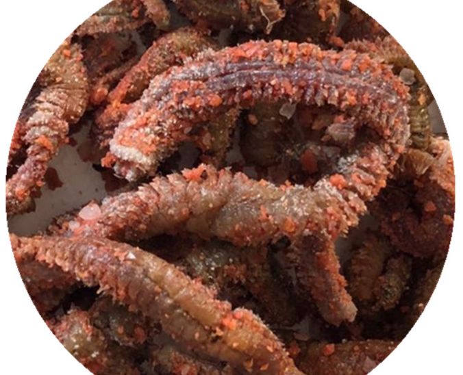 管蛆与沙蚕区别