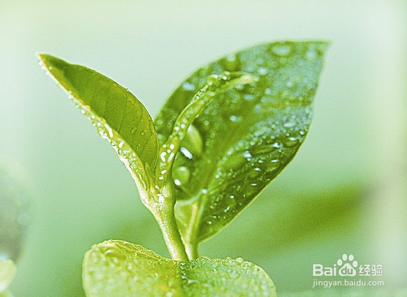 中药减肥：[11]五种中药让女人有效减肥