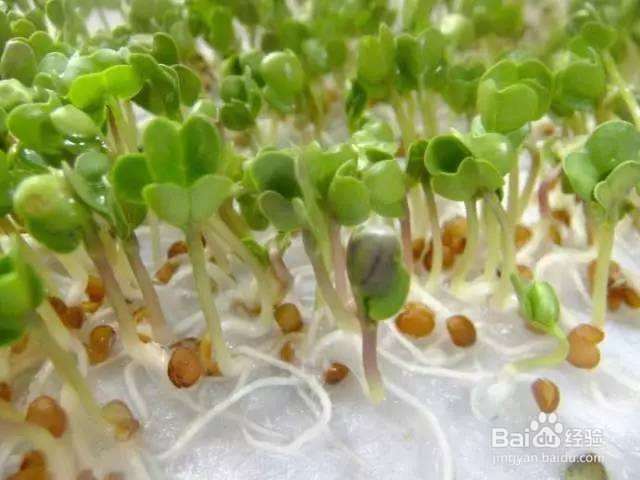 如何在阳台用纸种蔬菜?