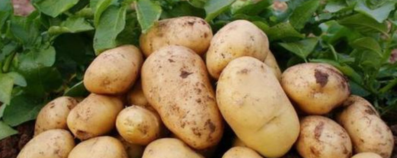 土豆的种植过程是什么