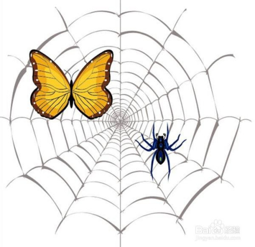 蜘蛛怎么结网