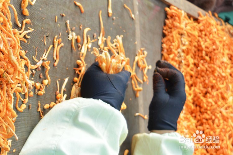 虫草花的功效与作用