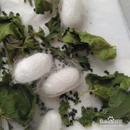 蚕结茧的架子怎么做