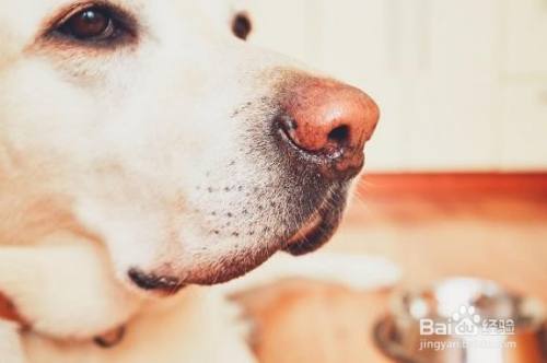 狗狗肚子痛的表现和处理方法 百度经验