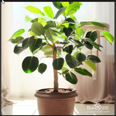 家庭榕树盆景怎么养