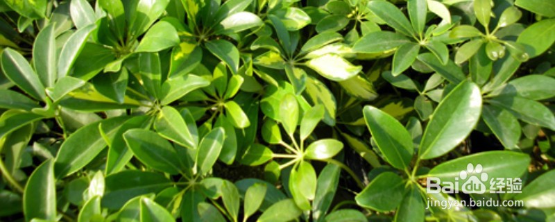 哪些植物不怕冷？