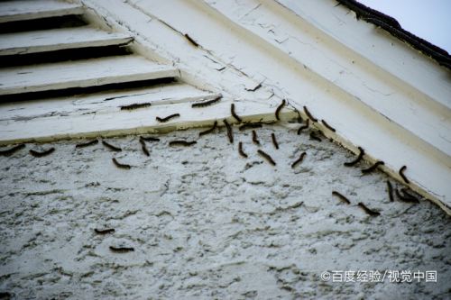 屋里有潮虫怎样清除