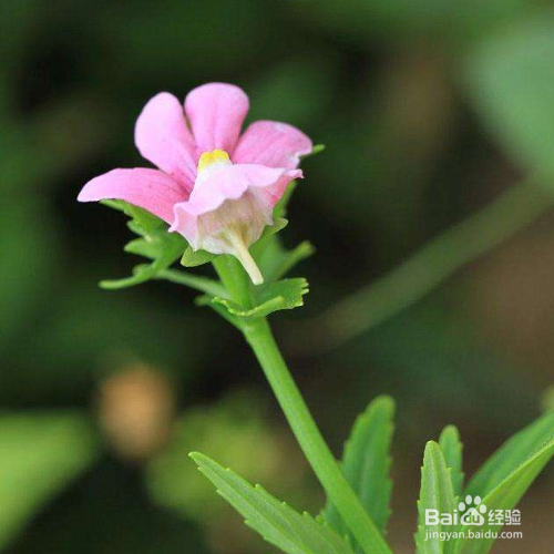 龙面花的养殖方法和养殖技巧