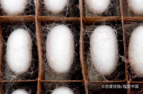 蚕是怎样吐丝的