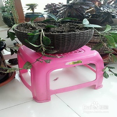 心叶球兰怎样养