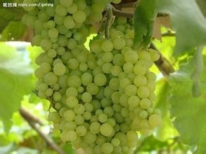 葡萄的功效。