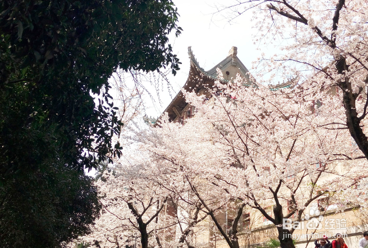 武大樱花直播日程