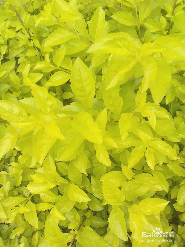 怎样把多张图片最大化地打印到一张A4纸上