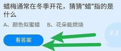 蜡梅通常在冬季开花，猜猜