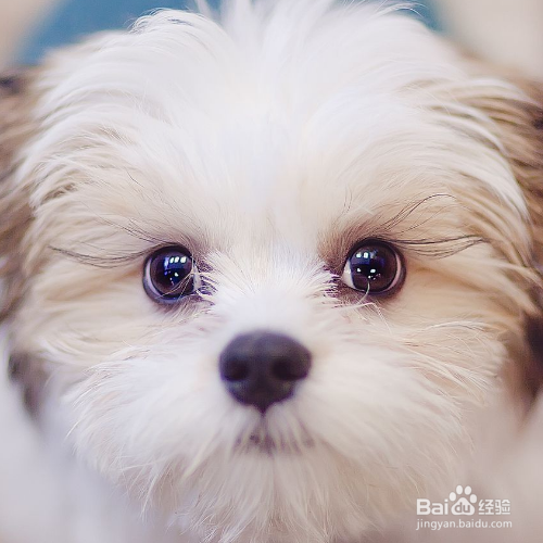 训练狗狗的小技巧有哪些？