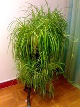 室内空气清新方法