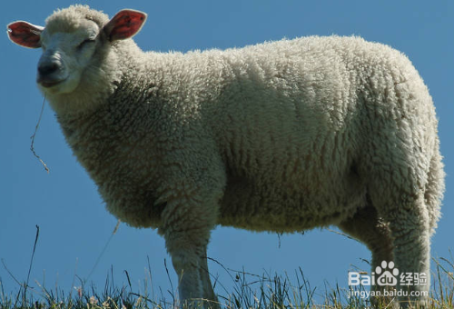 绵羊都是有哪些类型，应该怎么分辨？