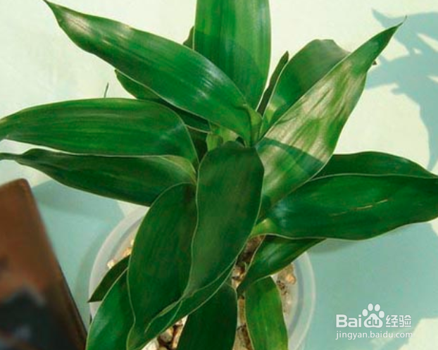 富贵竹怎么水养才旺盛