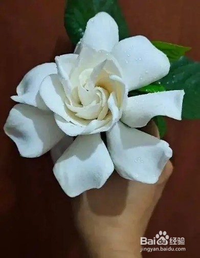 栀子花太难养？记住：少折腾，不黄叶，年年开花