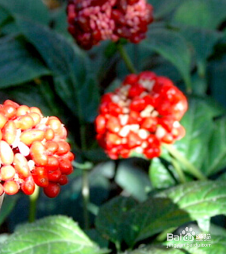 云南白药花怎么养