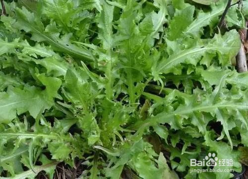 九月份适合吃什么时令蔬菜