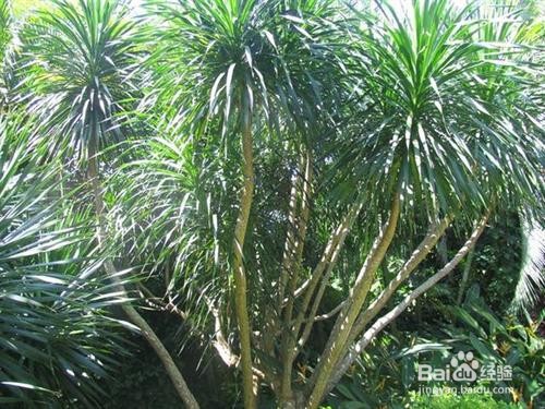 海南龙血树养护方法