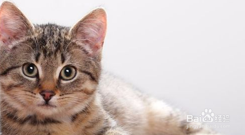 如何注册apple id