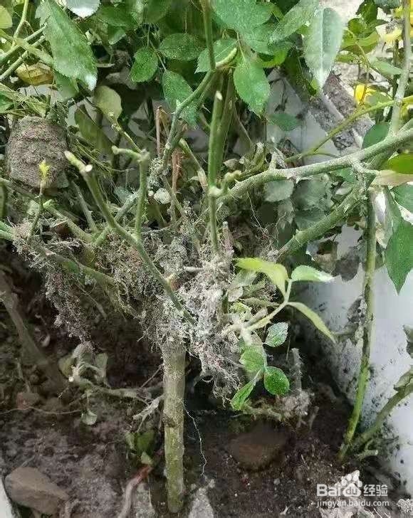 垃圾桶里一堆“贵货”花，丢人也要捡