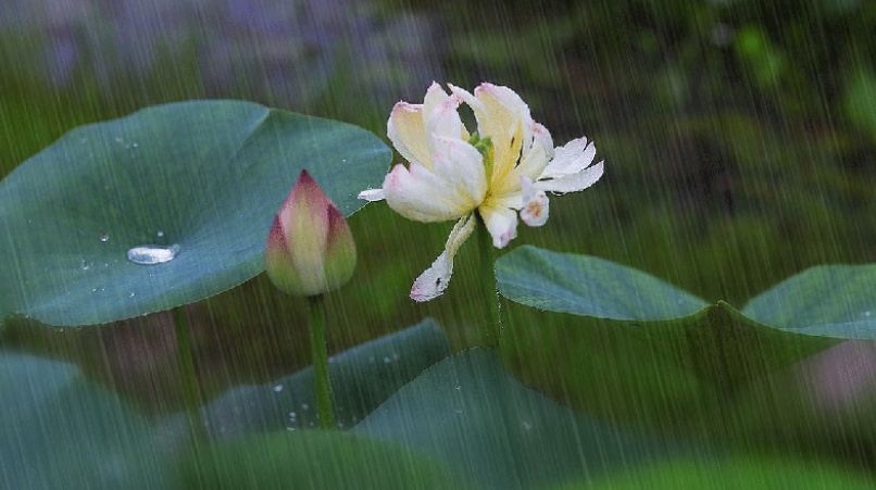小雨用英文怎么说