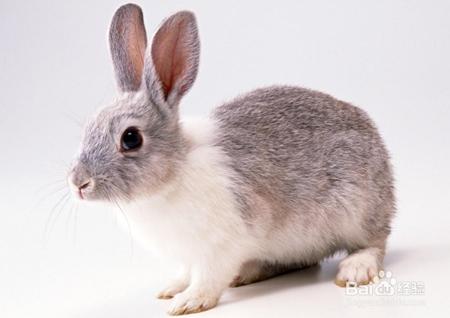 家兔的养殖与注意事项