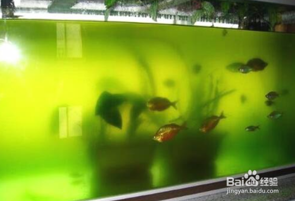 鱼缸内山湖礁变脏变黑怎么办
