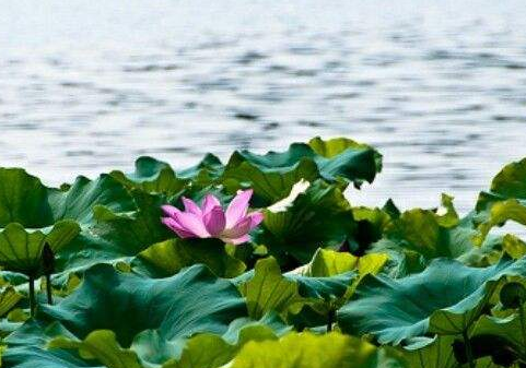 描写夏天的诗句